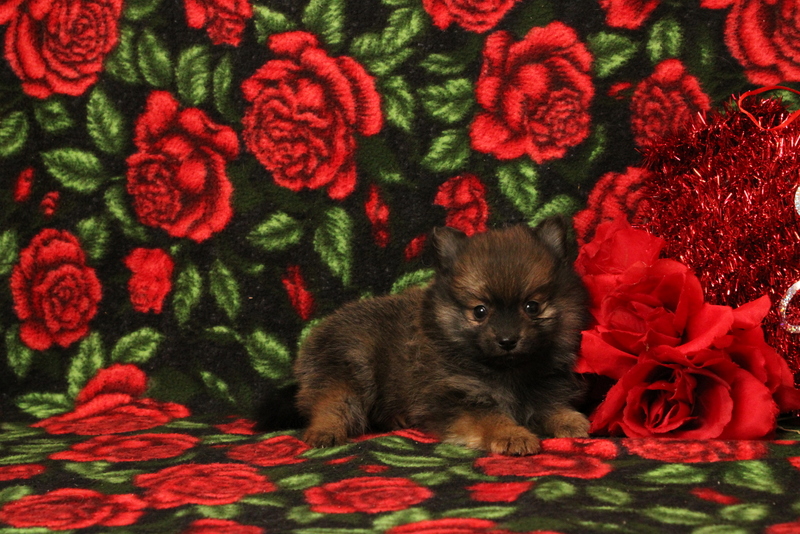 puppy, for, sale, Pomeranian, Matthew B. Stoltzfus, dog, breeder, Gap, PA, dog-breeder, puppy-for-sale, forsale, nearby, find, puppyfind, locator, puppylocator, aca